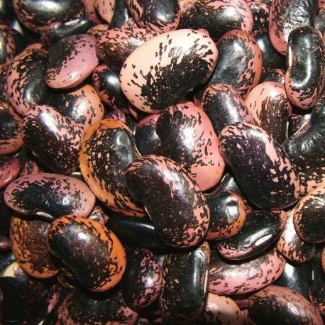 Fazole velká barevná 500 g